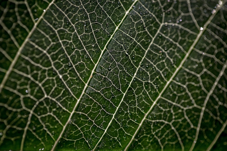 Gratis Foto het grote groene blad van de blad macrotextuur met het close-up van waterdalingen