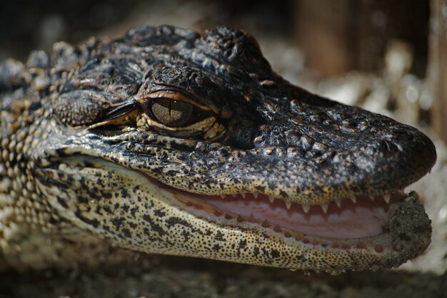 Het hoofd van de krokodil kijkt agressief