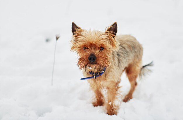 Het kleine hondje in de sneeuw kijkt in de camera