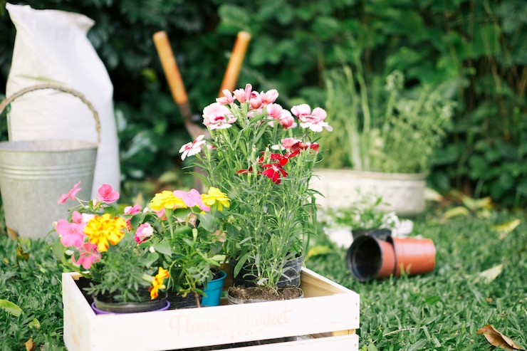 Gratis Foto het kweken van bloemen in houten dozen op tuinwerf