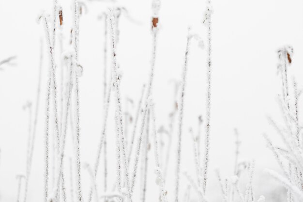 Het landschap van de vooraanzichtwinter met bevroren bloemboomstammen