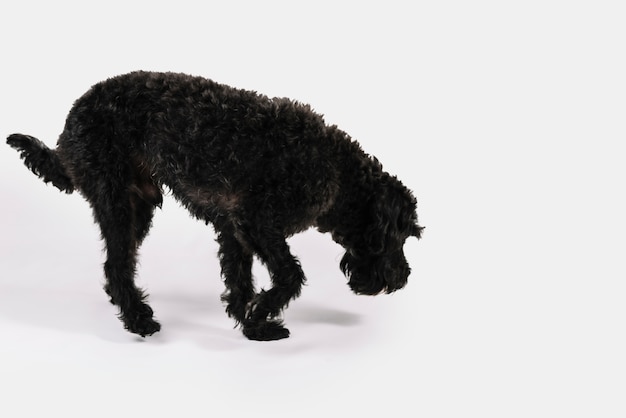 Gratis foto het mooie zwarte hond stellen met witte achtergrond