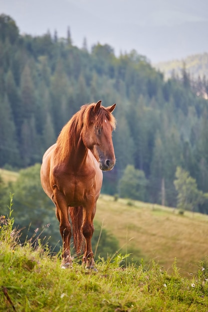 Het paard weidt in een bergweide waar na regen de groene weiden in de alpiene streek in de Karpaten bedekt zijn met een zee van mist