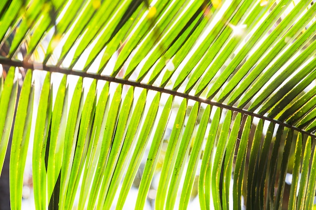 Gratis foto het palmblad van de close-up op zonnige dag