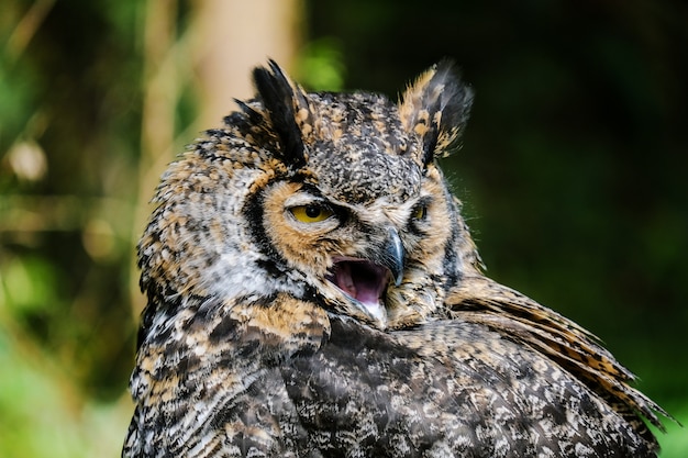 Gratis foto het portret van de uil