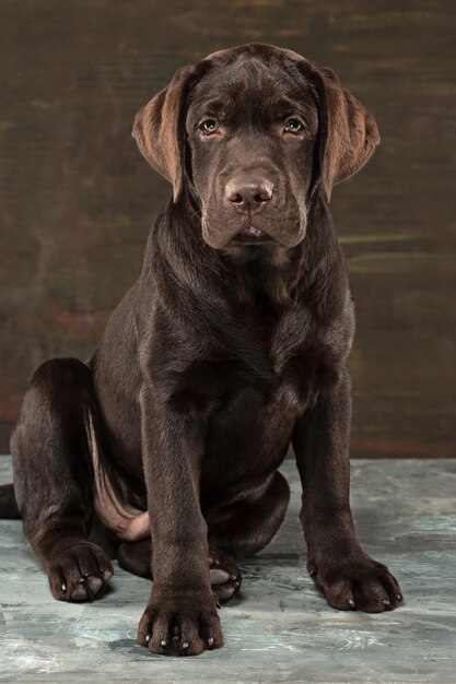 Het portret van een zwarte Labrador hond genomen tegen een donkere achtergrond.