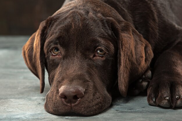 Het portret van een zwarte Labrador hond genomen tegen een donkere achtergrond.