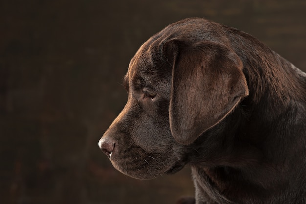 Het portret van een zwarte Labrador hond genomen tegen een donkere achtergrond.