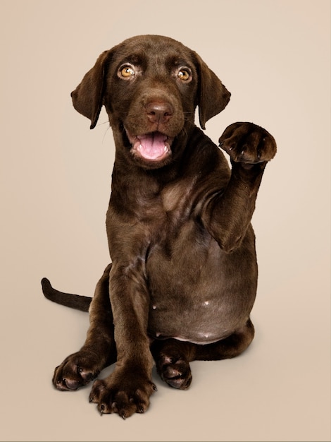 Het schattige portret van de chocoladeLabrador