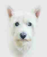 Gratis foto het schilderen van een hond west highland terrier