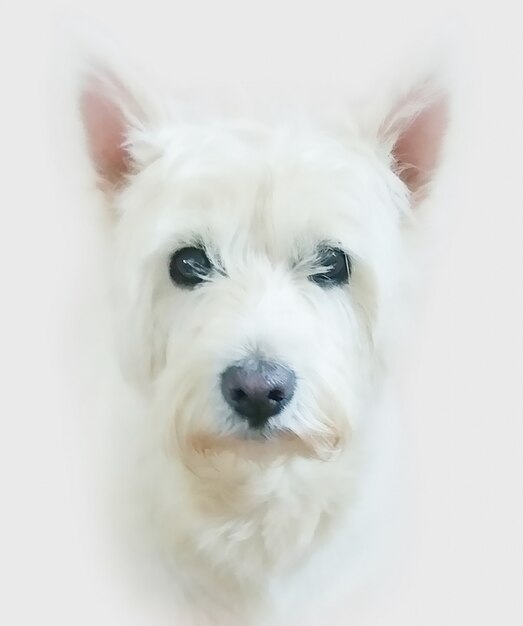 Het schilderen van een hond West Highland Terrier