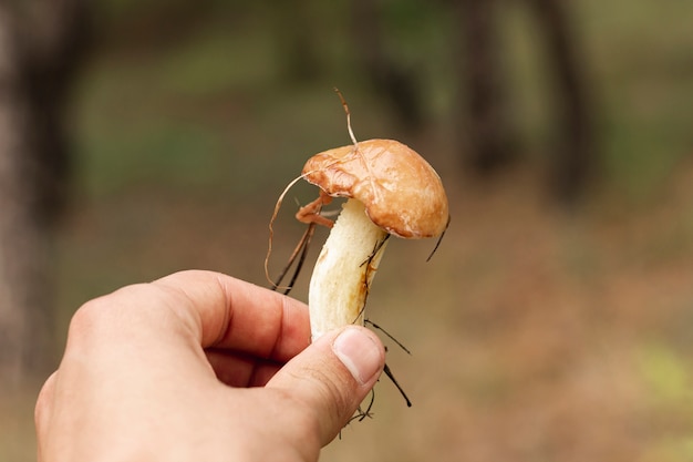 Het schot van het de paddestoelclose-up van de persoonsholding