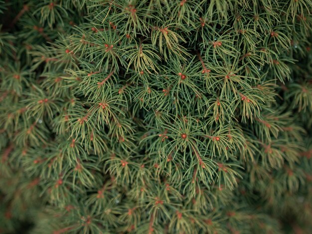 Het selectieve schot van de nadrukclose-up van de groene takken van de pijnboomboom