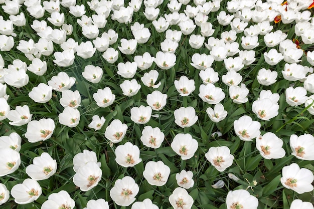 Het tulpengebied in de bloementuin van Keukenhof, Lisse, Nederland, Holland