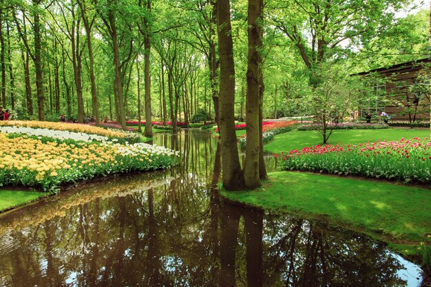 Het tulpenveld in Nederland of Holland