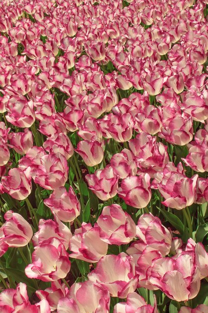 Het tulpenveld in Nederland