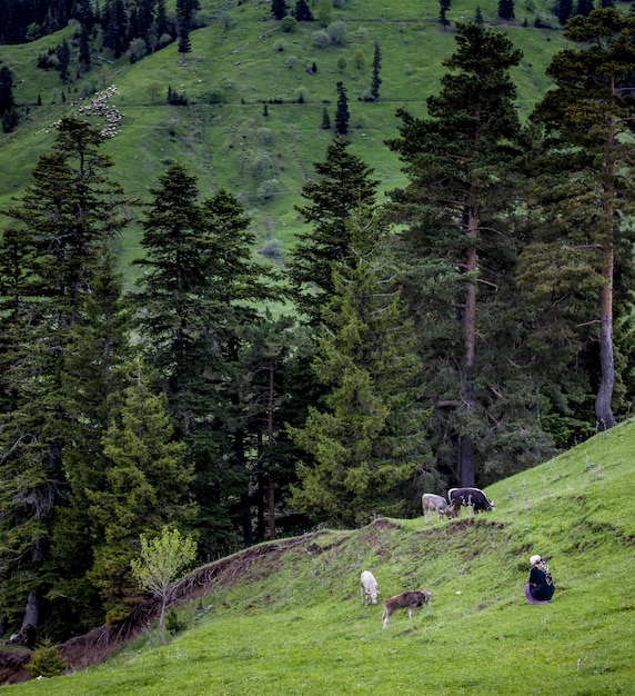 Heuvel bedekt met bossen omringd door grazende koeien met een vrouw naast hen