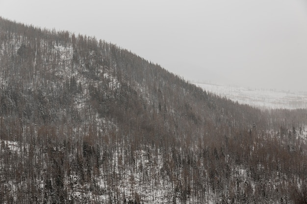 Heuvel en bos in de winter