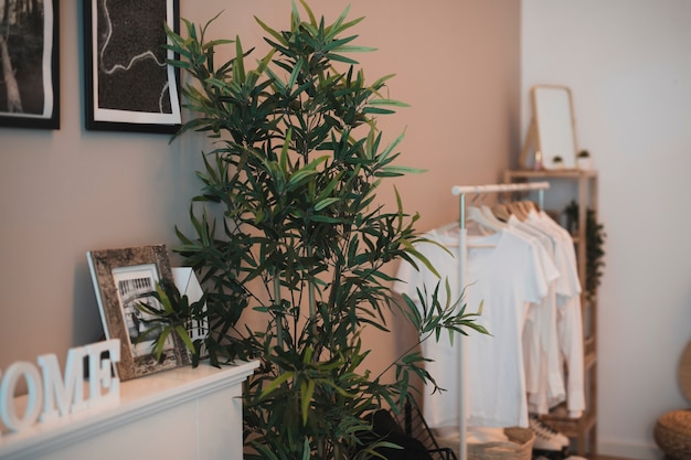 Gratis foto hoek van een kamer met eenvoudige kledingkast en een plant