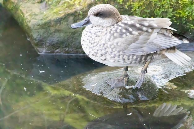 Gratis foto hoge hoek die van een gemarmerde eend op een vijverrots is ontsproten