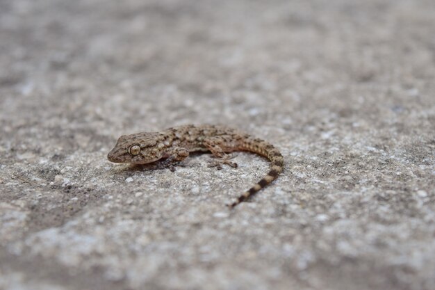 Hoge hoek die van een gemeenschappelijke muurgekko op een concrete oppervlakte is ontsproten