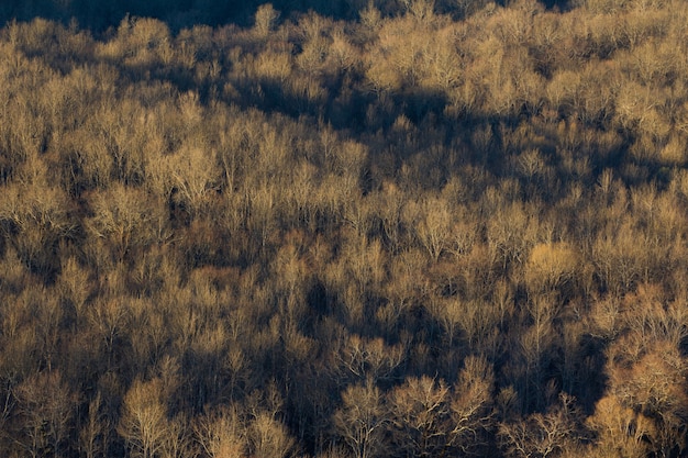 Hoge hoek die van een groot bos van droge bomen in istria, kroatië is ontsproten