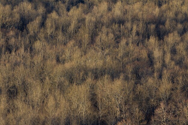 Hoge hoek die van een groot bos van droge bomen in Istria, Kroatië is ontsproten