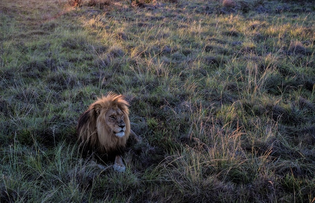 Gratis foto hoge hoek die van een mannelijke leeuwzitting in een gebied is ontsproten