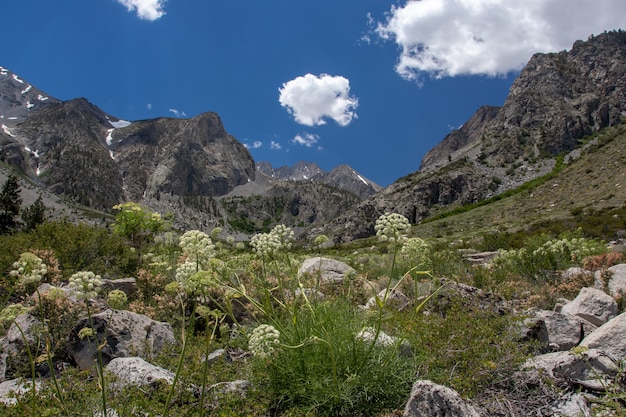 Hoge hoek die van een natuurlijk gebied dichtbij de Palisades-gletsjer bij Big Pine Lakes, CA is ontsproten