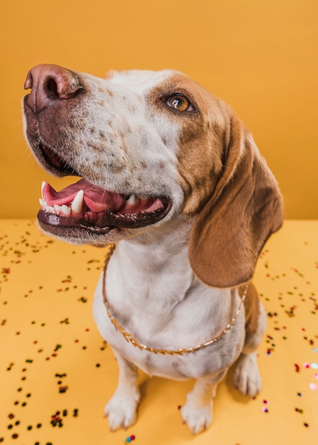 Hoge hoek hond met mooie ogen