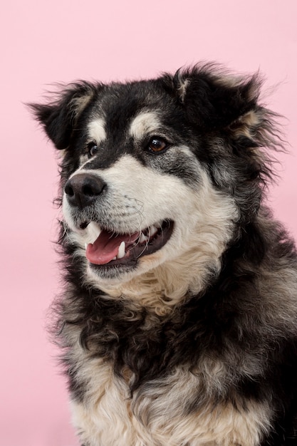 Hoge hoek hond wegkijken