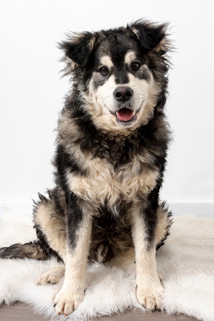 Hoge hoek hond zittend op harige tapijt