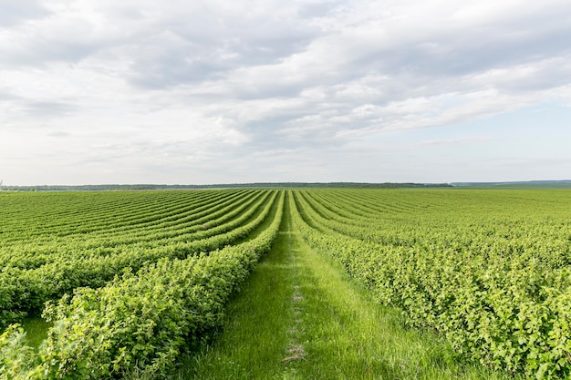 Hoge hoek landbouwgrond uitzicht