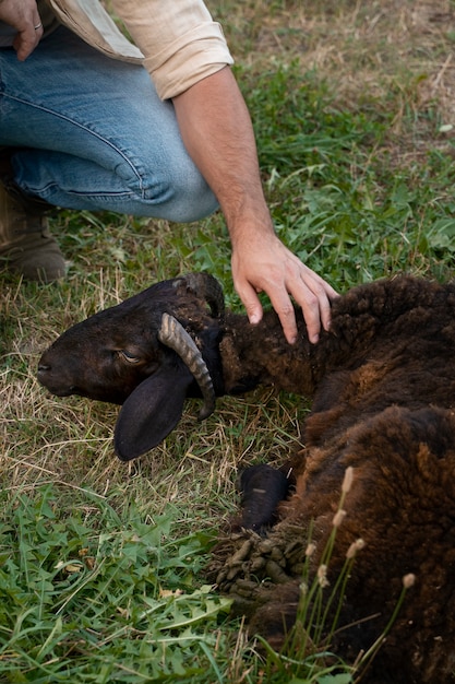 Hoge hoek man schapen aaien