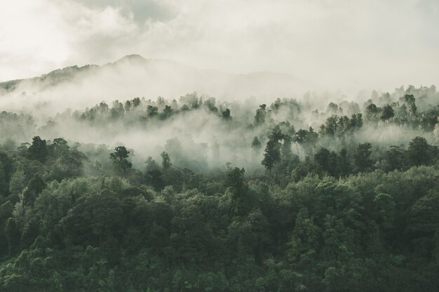 Hoge hoek opname van een prachtig bos met veel groene bomen gehuld in mist in Nieuw-Zeeland