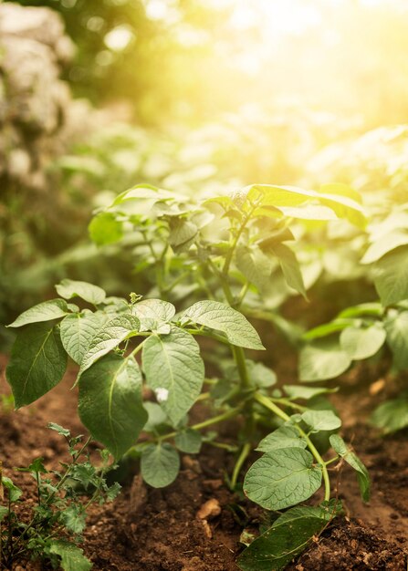 Hoge hoek plantage met zonnestralen