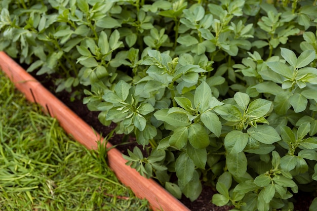 Hoge hoek planten in de tuin