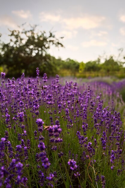 Hoge hoek prachtig landschap met lavendel