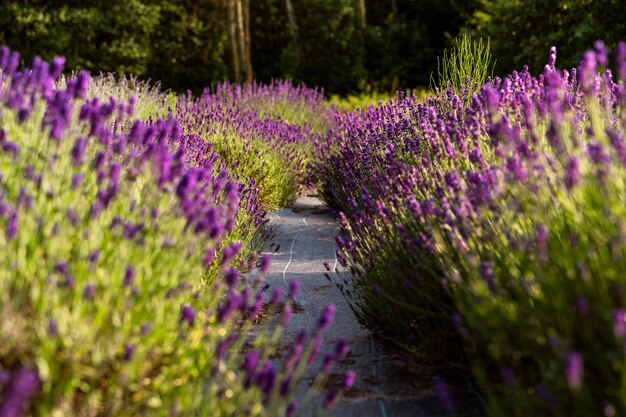 Hoge hoek prachtige lavendel en pad