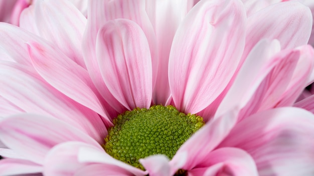 Hoge hoek roze bloemblaadjes macro natuur