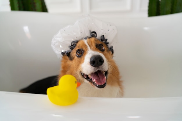 Hoge hoek schattige hond in badkuip