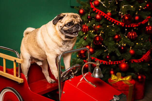Hoge hoek schattige hond in santa sleight
