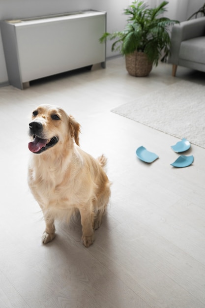 Gratis foto hoge hoek schattige hond met gebroken bord