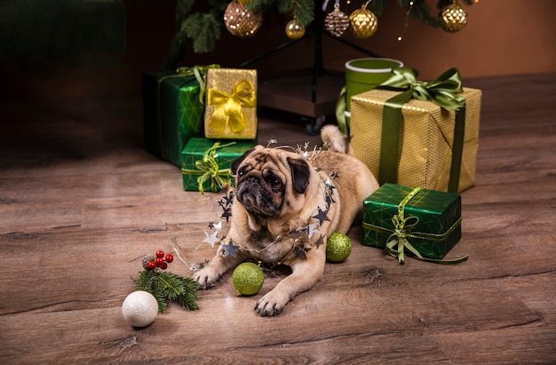 Gratis foto hoge hoek schattige hond opletten op geschenken