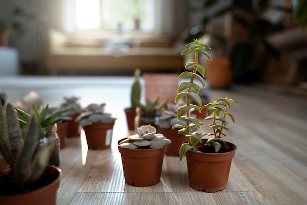 Hoge hoek schattige planten arrangement