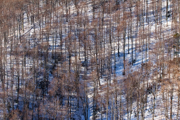 Hoge hoek schot van de hoge kale bomen van de Medvednica in Zagreb, Kroatië in de winter