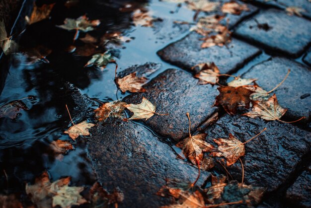 Hoge hoek schot van gevallen herfstbladeren op de natte geplaveide grond