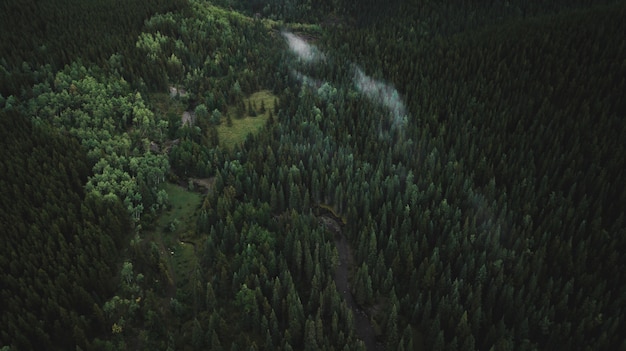 Hoge hoek schot van prachtige tropische jungle vol met bomen