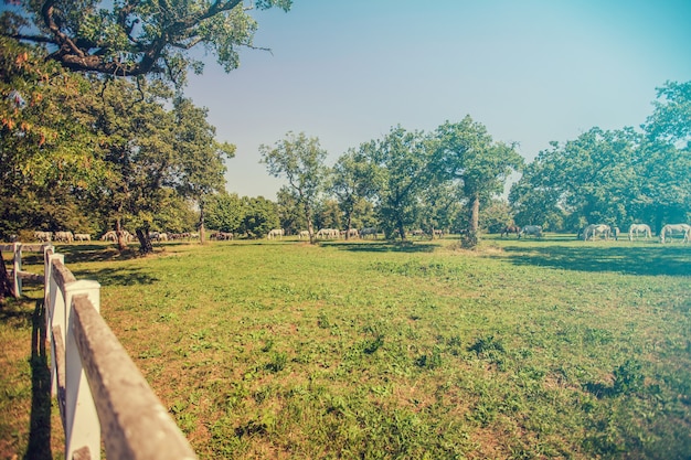 Hoge hoek shot van een zonnig veld in Lipica, Slovenië en paarden grazen op de achtergrond