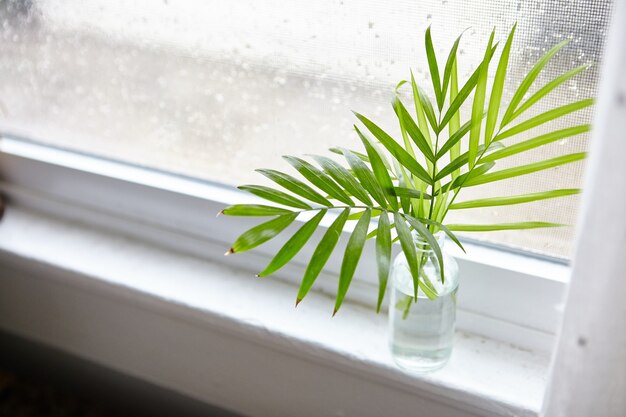 Hoge hoek shot van kamerplant bladeren in een fles met water in de buurt van het raam
